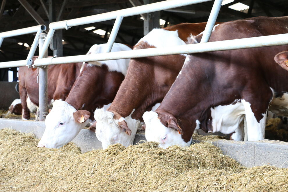 alimentation vache