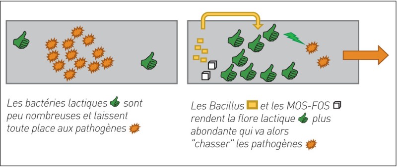 Approche symbiotique-Lettre SE volaille 09-2018