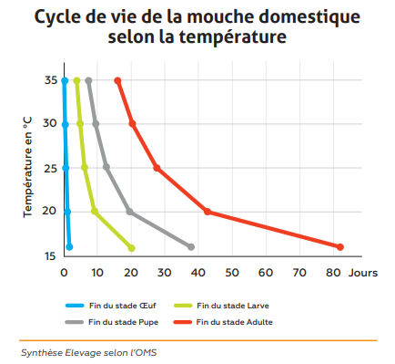 Cycle de vie de la mouche domestique selon la température