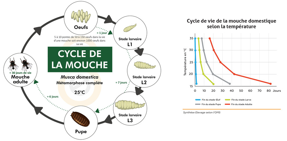cycle de vie mouche + cycle de vie selon température