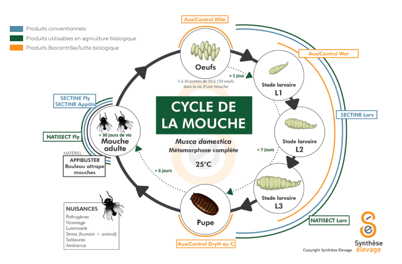 cycle mouche