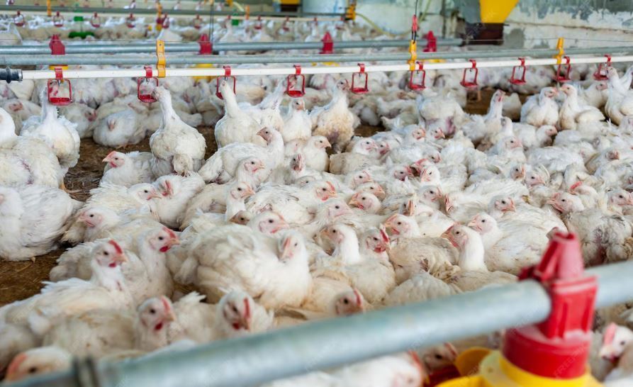 élevage volailles