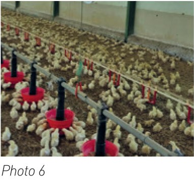 Essai 3 secure poultry- lettre SE volaille 09-2018