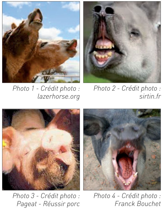 Exemples animaux lettre SE porc 76