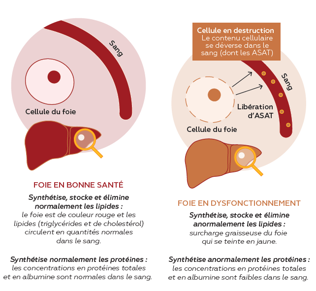 figure 1 article hépatoprotecteur