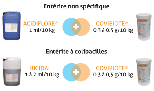 figure 1 protocole association entre acides organiques et covibiote