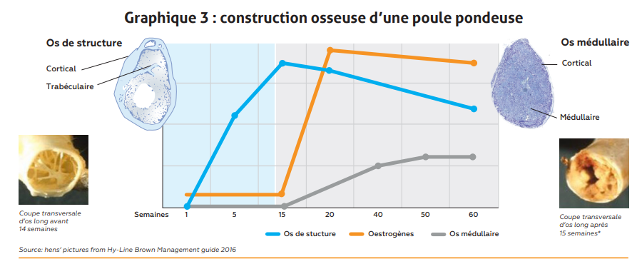 Graph 3