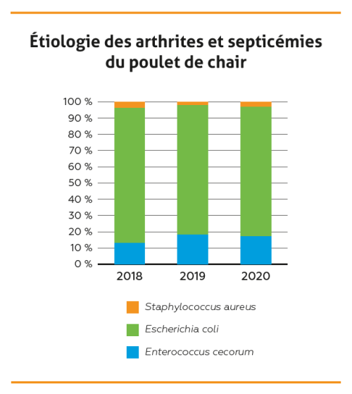 graphique blog volaille enterococcus cecorum