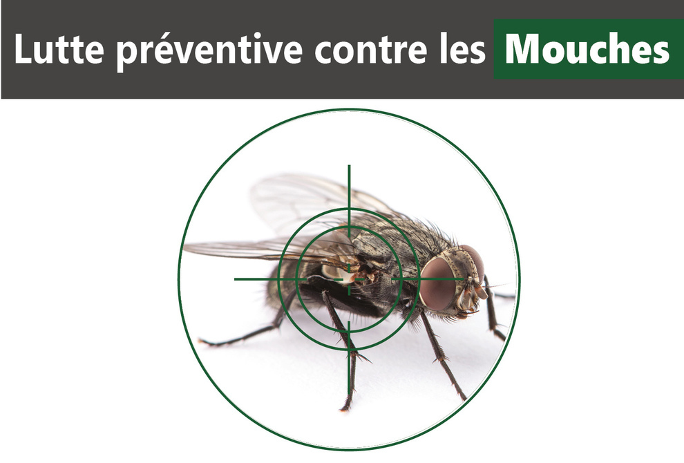 image article prévention mouches