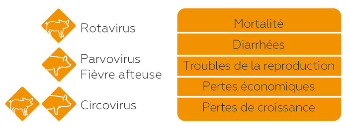 infections à virus nus