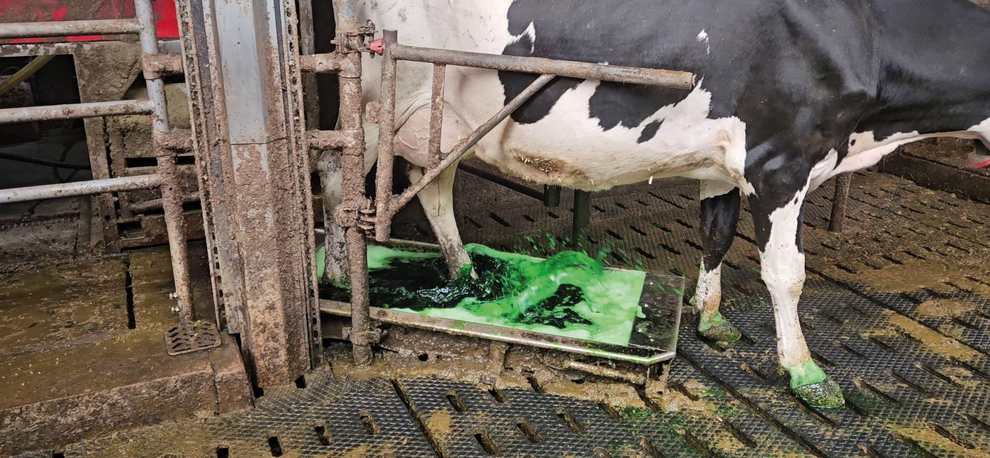 passage pédiluve zoom