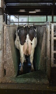 Pediluve web agri