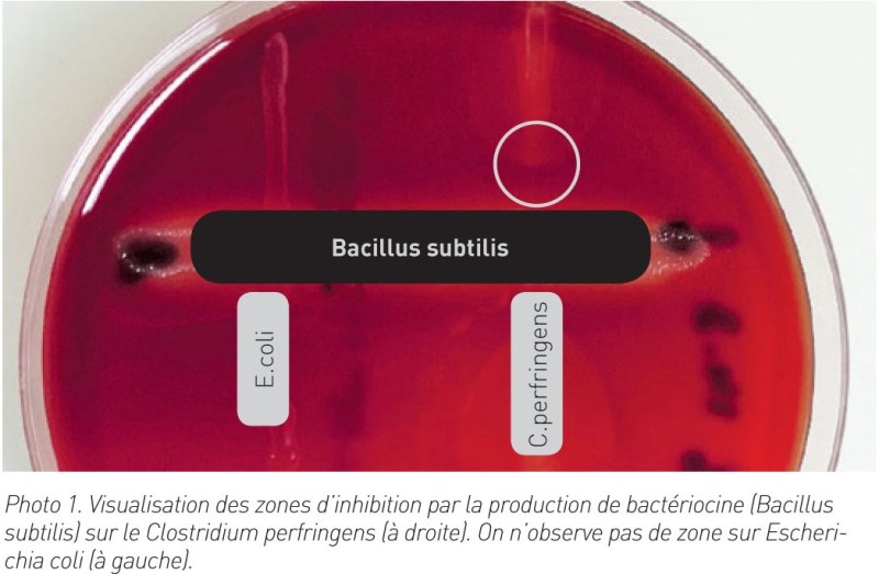 probiotiques photo 1 - lettre SE volaille 09-2018