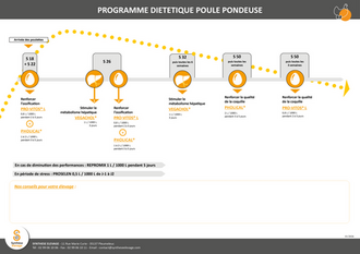 Plan diététique poule pondeuse 2026