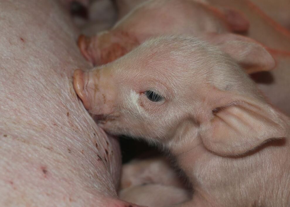 Porcelet sous la mère