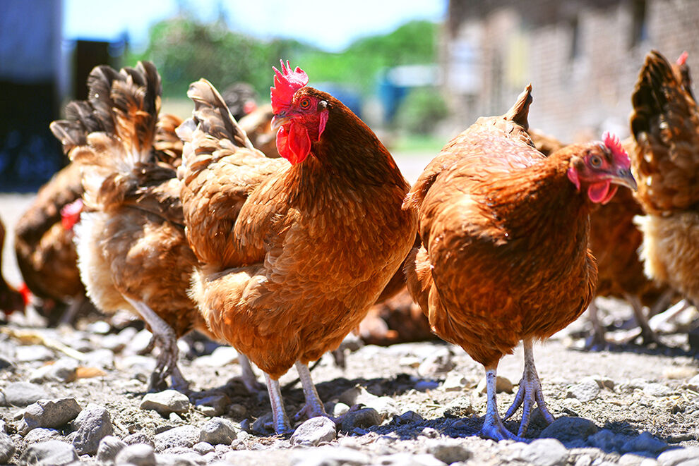 poules-pondeuse