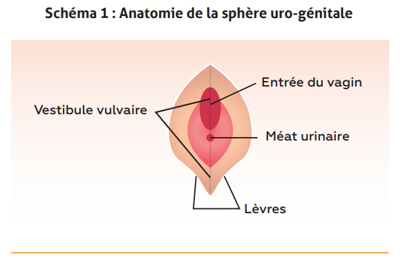 schéma truie