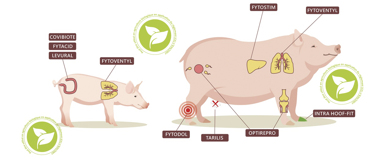 schema illustration gamme UAB porc