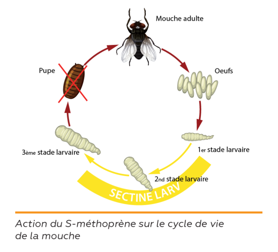 schéma sectine larv blo biosécurité