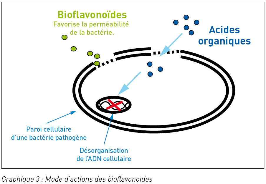 schema-action-bioflavonoides