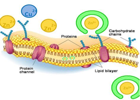 schema-chelates