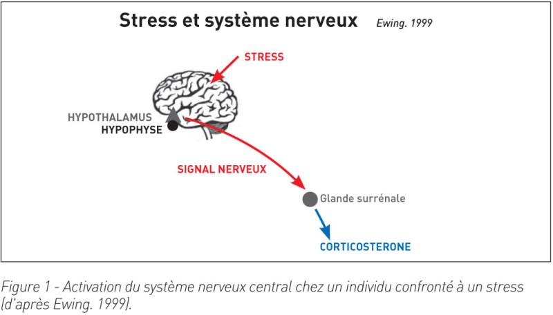 Stress du poulet-Lettre SE volaille 09-2018