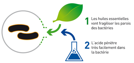 synergie-he-acides