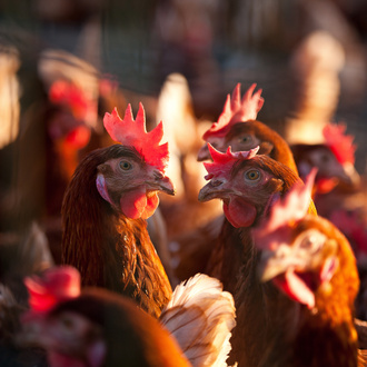 poules pondeuses