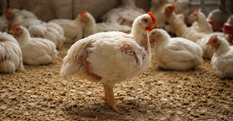 poulet de chair article FYTODOL