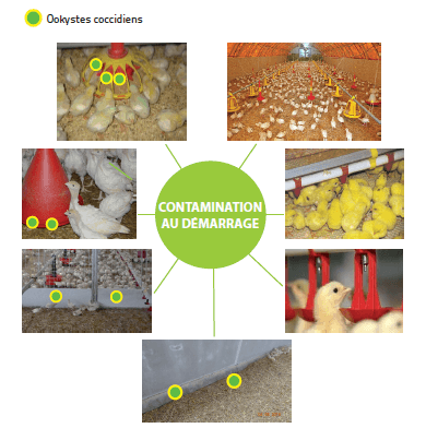 zones-persistance-coccidies